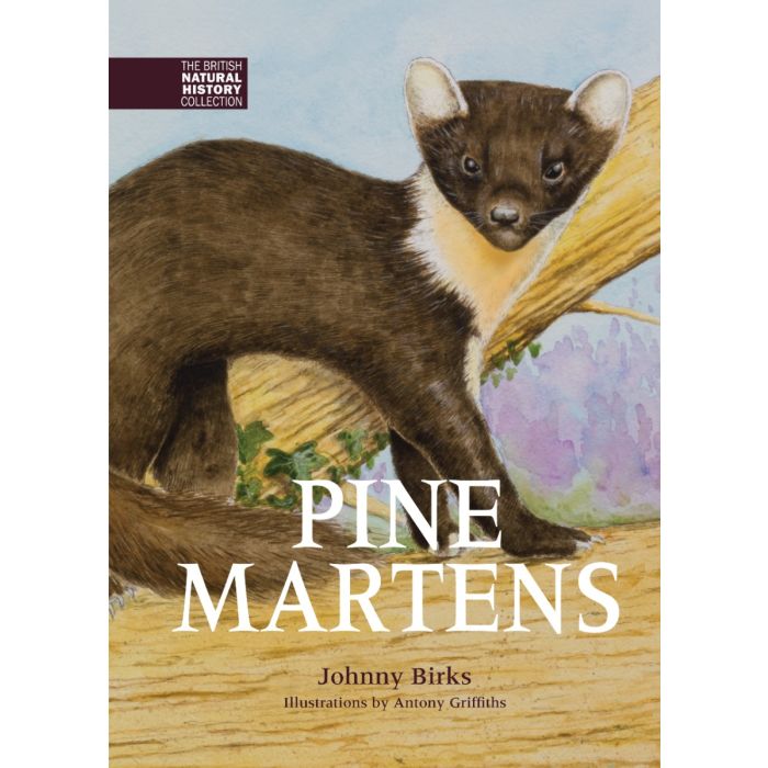 Pine Martens  2nd Edition