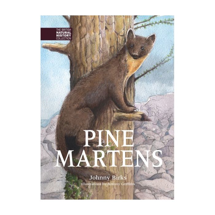 Pine Martens