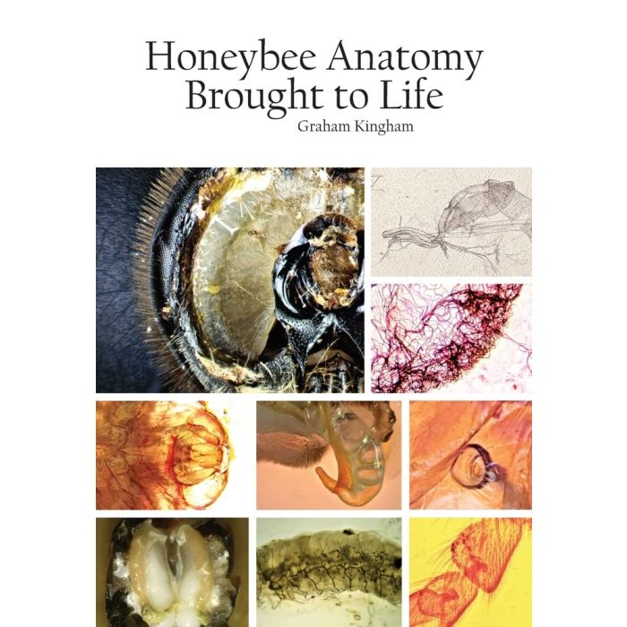Honeybee Anatomy Brought to Life