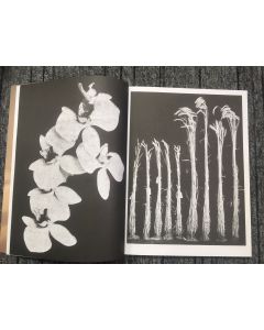 Plant 13 Winter 2018/19