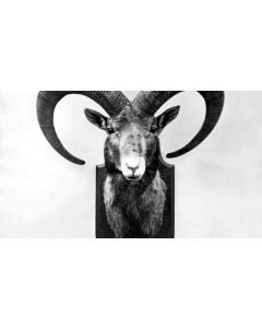 Why Colonel Bunny was Killed