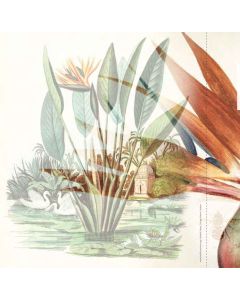 Strelitzias of the World